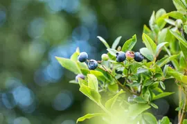 Vaccinium corymbosum 'Sunshine Blue' (Bosbes) fruitplant 50cm - afbeelding 72
