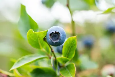 Vaccinium corymbosum 'Sunshine Blue' (Bosbes) fruitplant 50cm - afbeelding 73