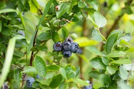 Vaccinium corymbosum 'Sunshine Blue' (Bosbes) fruitplant 50cm - afbeelding 75