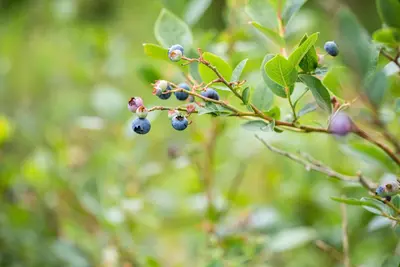 Vaccinium corymbosum 'Sunshine Blue' (Bosbes) fruitplant 50cm - afbeelding 76