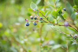 Vaccinium corymbosum 'Sunshine Blue' (Bosbes) fruitplant 50cm - afbeelding 76