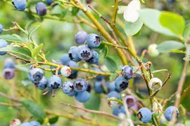 Vaccinium corymbosum 'Sunshine Blue' (Bosbes) fruitplant 50cm - afbeelding 77