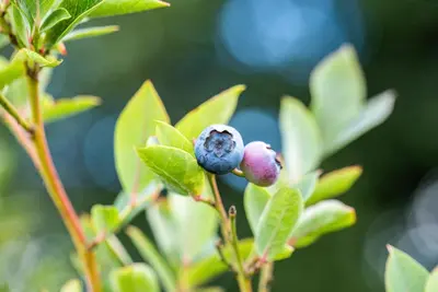 Vaccinium corymbosum 'Sunshine Blue' (Bosbes) fruitplant 50cm - afbeelding 78
