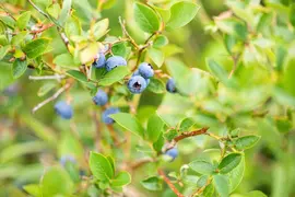 Vaccinium corymbosum 'Sunshine Blue' (Bosbes) fruitplant 50cm - afbeelding 81