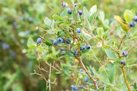 Vaccinium corymbosum 'Sunshine Blue' (Bosbes) fruitplant 50cm - afbeelding 82