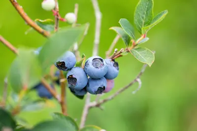 Vaccinium corymbosum 'Sunshine Blue' (Bosbes) fruitplant 50cm - afbeelding 83
