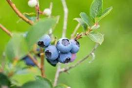 Vaccinium corymbosum 'Sunshine Blue' (Bosbes) fruitplant 50cm - afbeelding 83