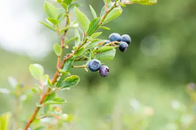 Vaccinium corymbosum 'Sunshine Blue' (Bosbes) fruitplant 50cm - afbeelding 84