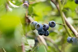 Vaccinium corymbosum 'Sunshine Blue' (Bosbes) fruitplant 50cm - afbeelding 85