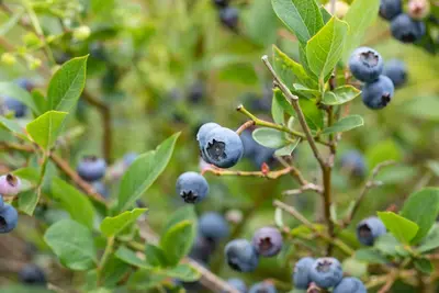 Vaccinium corymbosum 'Sunshine Blue' (Bosbes) fruitplant 50cm - afbeelding 86