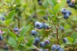 Vaccinium corymbosum 'Sunshine Blue' (Bosbes) fruitplant 50cm - afbeelding 86