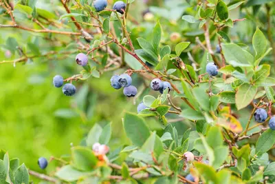 Vaccinium corymbosum 'Sunshine Blue' (Bosbes) fruitplant 50cm - afbeelding 87