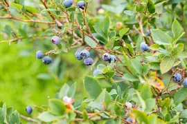 Vaccinium corymbosum 'Sunshine Blue' (Bosbes) fruitplant 50cm - afbeelding 87
