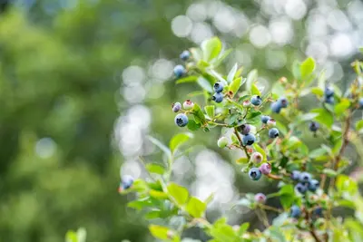 Vaccinium corymbosum 'Sunshine Blue' (Bosbes) fruitplant 50cm - afbeelding 88