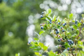 Vaccinium corymbosum 'Sunshine Blue' (Bosbes) fruitplant 50cm - afbeelding 88