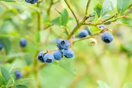 Vaccinium corymbosum 'Sunshine Blue' (Bosbes) fruitplant 50cm - afbeelding 89