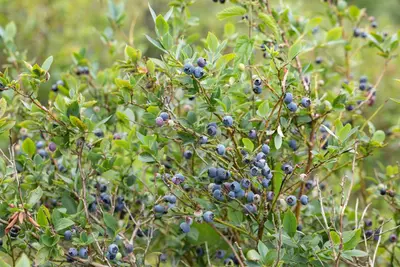 Vaccinium corymbosum 'Sunshine Blue' (Bosbes) fruitplant 50cm - afbeelding 91