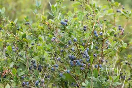 Vaccinium corymbosum 'Sunshine Blue' (Bosbes) fruitplant 50cm - afbeelding 91