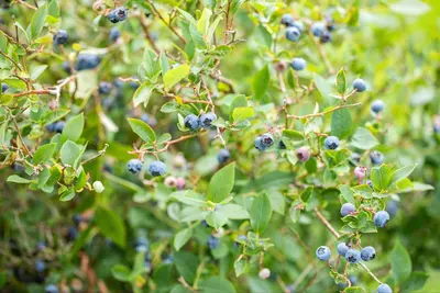 Vaccinium corymbosum 'Sunshine Blue' (Bosbes) fruitplant 50cm - afbeelding 92