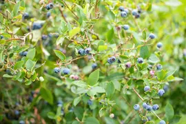 Vaccinium corymbosum 'Sunshine Blue' (Bosbes) fruitplant 50cm - afbeelding 92