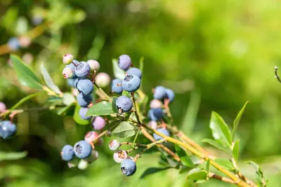 Vaccinium corymbosum 'Sunshine Blue' (Bosbes) fruitplant 50cm - afbeelding 94