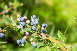 Vaccinium corymbosum 'Sunshine Blue' (Bosbes) fruitplant 50cm - afbeelding 94
