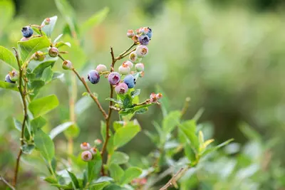 Vaccinium corymbosum 'Sunshine Blue' (Bosbes) fruitplant 50cm - afbeelding 95