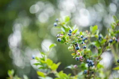 Vaccinium corymbosum 'Sunshine Blue' (Bosbes) fruitplant 50cm - afbeelding 97