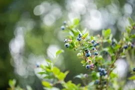 Vaccinium corymbosum 'Sunshine Blue' (Bosbes) fruitplant 50cm - afbeelding 97