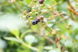 Vaccinium corymbosum 'Sunshine Blue' (Bosbes) fruitplant 50cm - afbeelding 100