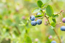 Vaccinium corymbosum 'Sunshine Blue' (Bosbes) fruitplant 50cm - afbeelding 101