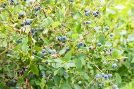 Vaccinium corymbosum 'Sunshine Blue' (Bosbes) fruitplant 50cm - afbeelding 102