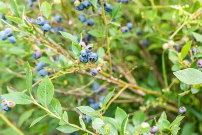 Vaccinium corymbosum 'Sunshine Blue' (Bosbes) fruitplant 50cm - afbeelding 104