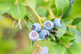 Vaccinium corymbosum 'Sunshine Blue' (Bosbes) fruitplant 50cm - afbeelding 106