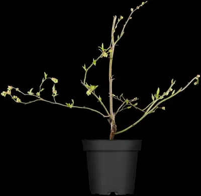 Vaccinium corymbosum 'Sunshine Blue' (Bosbes) fruitplant 50cm - afbeelding 11