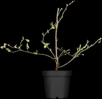 Vaccinium corymbosum 'Sunshine Blue' (Bosbes) fruitplant 50cm - afbeelding 11