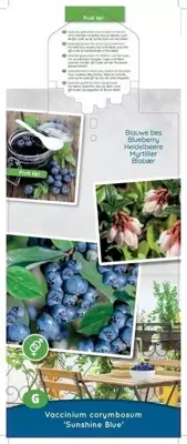 Vaccinium corymbosum 'Sunshine Blue' (Bosbes) fruitplant 50cm - afbeelding 3