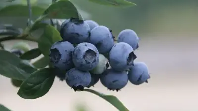 Vaccinium corymbosum 'Sunshine Blue' (Bosbes) fruitplant 50cm - afbeelding 4