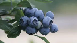 Vaccinium corymbosum 'Sunshine Blue' (Bosbes) fruitplant 50cm - afbeelding 4