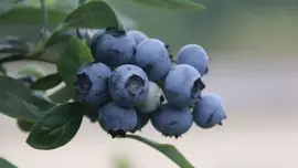 Vaccinium corymbosum 'Sunshine Blue' (Bosbes) fruitplant 50cm - afbeelding 4