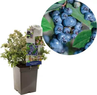 Vaccinium corymbosum 'Sunshine Blue' (Bosbes) fruitplant 50cm - afbeelding 1