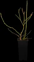 Vaccinium corymbosum 'Sunshine Blue' (Bosbes) fruitplant 50cm - afbeelding 7