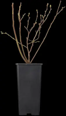 Vaccinium corymbosum 'Sunshine Blue' (Bosbes) fruitplant 50cm - afbeelding 53