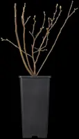 Vaccinium corymbosum 'Sunshine Blue' (Bosbes) fruitplant 50cm - afbeelding 53