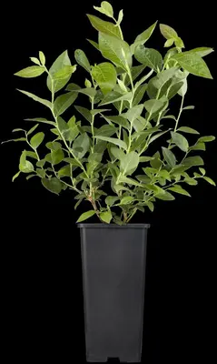 Vaccinium corymbosum 'Sunshine Blue' (Bosbes) fruitplant 50cm - afbeelding 52