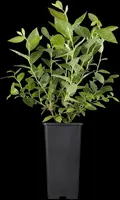 Vaccinium corymbosum 'Sunshine Blue' (Bosbes) fruitplant 50cm - afbeelding 52