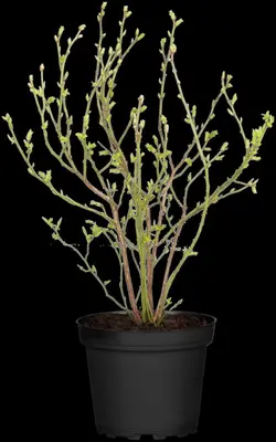 Vaccinium corymbosum 'Sunshine Blue' (Bosbes) fruitplant 50cm - afbeelding 51