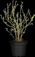 Vaccinium corymbosum 'Sunshine Blue' (Bosbes) fruitplant 50cm - afbeelding 51