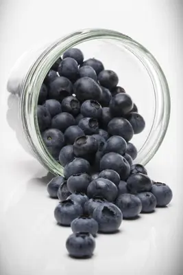 Vaccinium corymbosum 'Sunshine Blue' (Bosbes) fruitplant 50cm - afbeelding 18