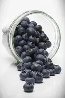 Vaccinium corymbosum 'Sunshine Blue' (Bosbes) fruitplant 50cm - afbeelding 18